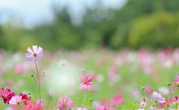 田野草地满山遍野鲜花桌面壁纸