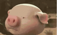 可爱的小猪跑的动态表情包