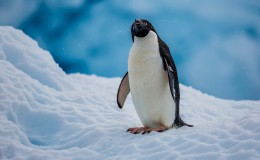 南极洲雪地上有只可爱的企鹅壁纸