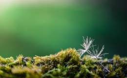 蒲公英绿色植物自然风景桌面壁纸