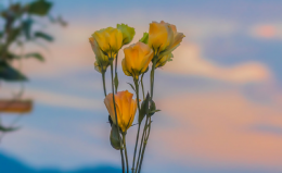 捧一束鲜花赠与你的鲜花美图