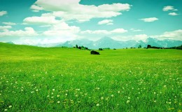 美丽蓝天白云绿草地野花桌面壁纸