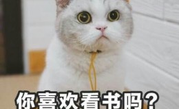 小猫咪土味情话表情包