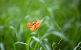 花间集鲜花绿草高清护眼桌面壁纸