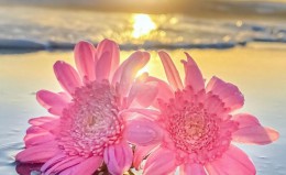 夕阳海滩下拍摄的粉红色花朵美图